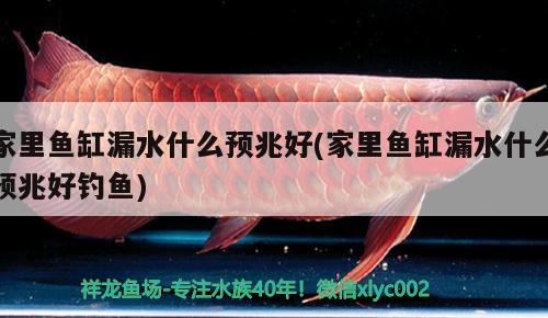 家里魚缸漏水什么預兆好(家里魚缸漏水什么預兆好釣魚) 垂釣樂園