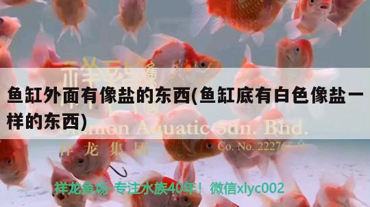 魚缸外面有像鹽的東西(魚缸底有白色像鹽一樣的東西)