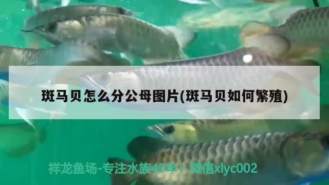 斑馬貝怎么分公母圖片(斑馬貝如何繁殖) 觀賞魚