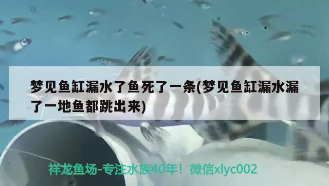 夢見魚缸漏水了魚死了一條(夢見魚缸漏水漏了一地魚都跳出來) 黃吉金龍（白子金龍魚）