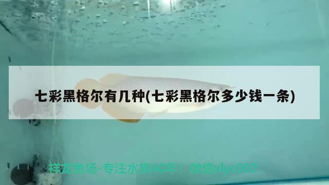 七彩黑格爾有幾種(七彩黑格爾多少錢一條) 觀賞魚