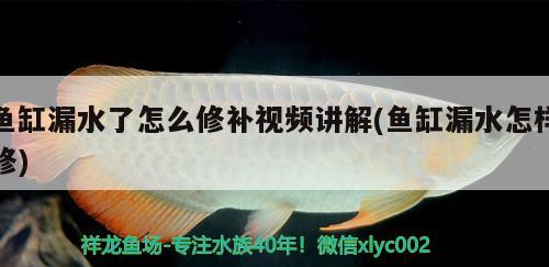 魚(yú)缸漏水了怎么修補(bǔ)視頻講解(魚(yú)缸漏水怎樣修)