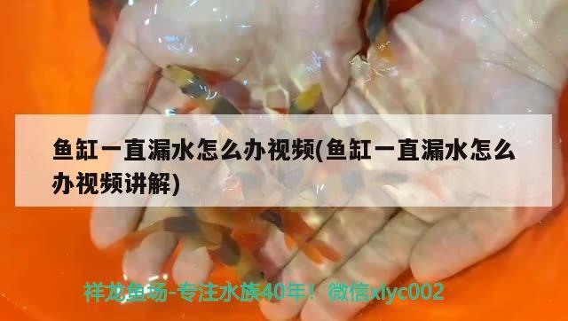 魚缸一直漏水怎么辦視頻(魚缸一直漏水怎么辦視頻講解) 恐龍王魚