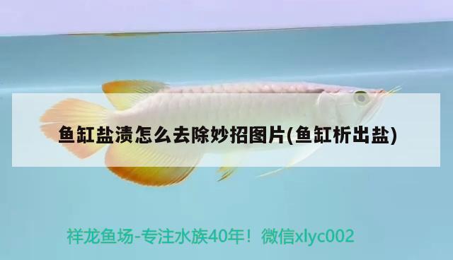 魚缸鹽漬怎么去除妙招圖片(魚缸析出鹽) 羽毛刀魚苗