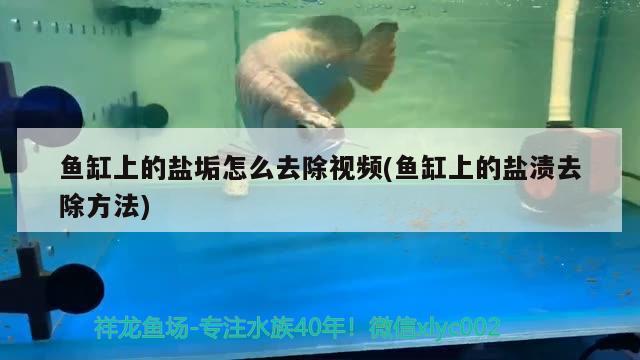 魚缸上的鹽垢怎么去除視頻(魚缸上的鹽漬去除方法) 祥龍魚場(chǎng)品牌產(chǎn)品