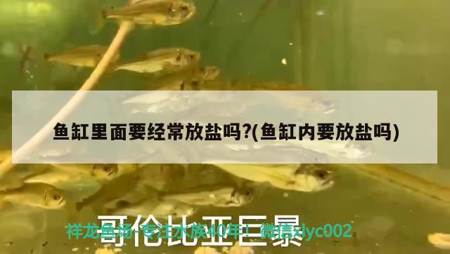 魚(yú)缸里面要經(jīng)常放鹽嗎?(魚(yú)缸內(nèi)要放鹽嗎)