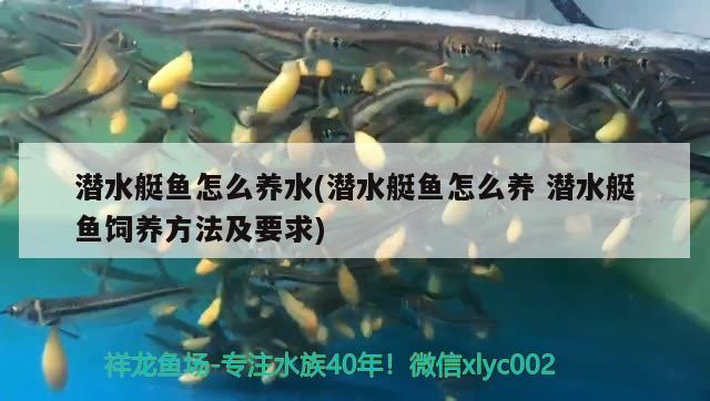 潛水艇魚怎么養(yǎng)水(潛水艇魚怎么養(yǎng)潛水艇魚飼養(yǎng)方法及要求)