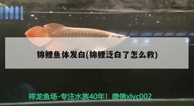 錦鯉魚體發(fā)白(錦鯉泛白了怎么救)