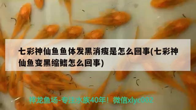 七彩神仙魚魚體發(fā)黑消瘦是怎么回事(七彩神仙魚變黑縮鰭怎么回事)