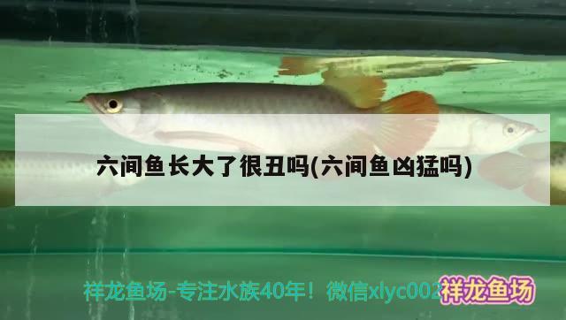 六間魚(yú)長(zhǎng)大了很丑嗎(六間魚(yú)兇猛嗎)