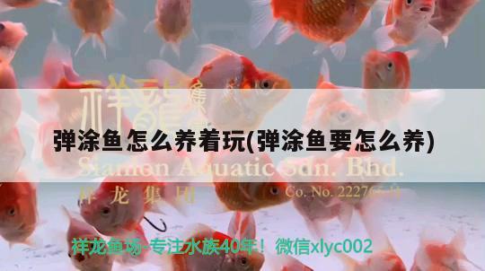 彈涂魚怎么養(yǎng)著玩(彈涂魚要怎么養(yǎng))