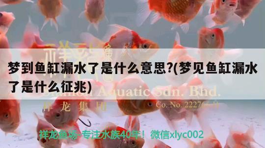 夢到魚缸漏水了是什么意思?(夢見魚缸漏水了是什么征兆)