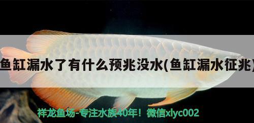 魚缸漏水了有什么預(yù)兆沒水(魚缸漏水征兆)