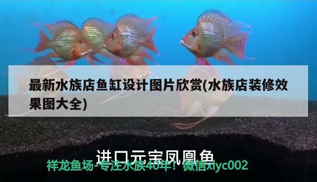 最新水族店魚(yú)缸設(shè)計(jì)圖片欣賞(水族店裝修效果圖大全)