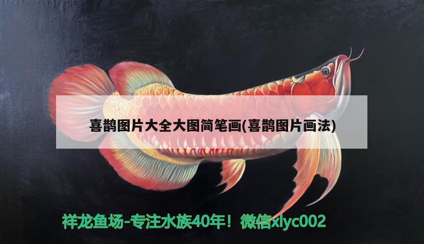 喜鵲圖片大全大圖簡(jiǎn)筆畫(喜鵲圖片畫法) 觀賞魚