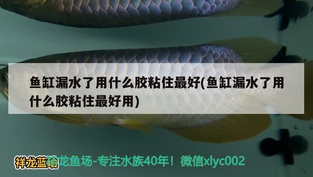 魚缸漏水了用什么膠粘住最好(魚缸漏水了用什么膠粘住最好用) 古典過背金龍魚