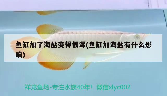 魚缸加了海鹽變得很渾(魚缸加海鹽有什么影響) 魚缸/水族箱