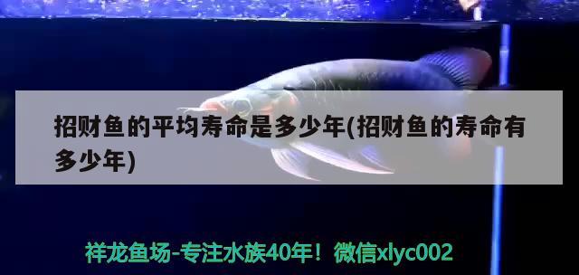 招財(cái)魚的平均壽命是多少年(招財(cái)魚的壽命有多少年) 觀賞魚