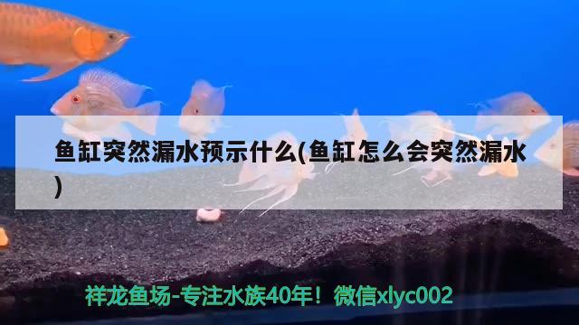 魚缸突然漏水預示什么(魚缸怎么會突然漏水) 野生地圖魚