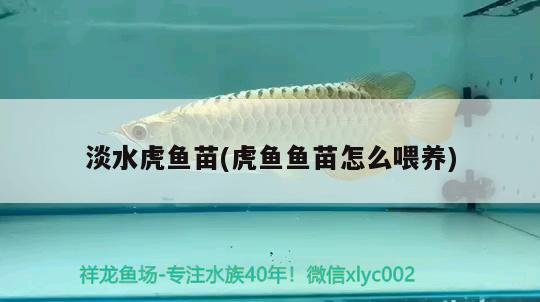 淡水虎魚(yú)苗(虎魚(yú)魚(yú)苗怎么喂養(yǎng))