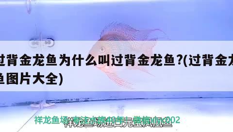 過背金龍魚為什么叫過背金龍魚?(過背金龍魚圖片大全)