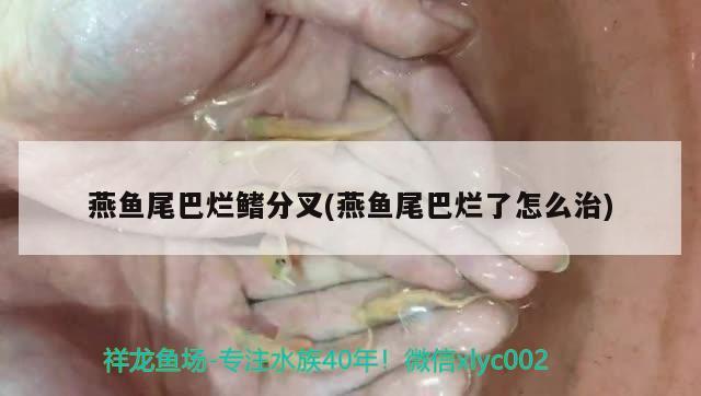 燕魚尾巴爛鰭分叉(燕魚尾巴爛了怎么治)