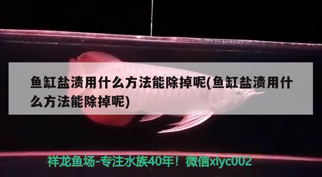 魚缸鹽漬用什么方法能除掉呢(魚缸鹽漬用什么方法能除掉呢) 黃金達(dá)摩魚