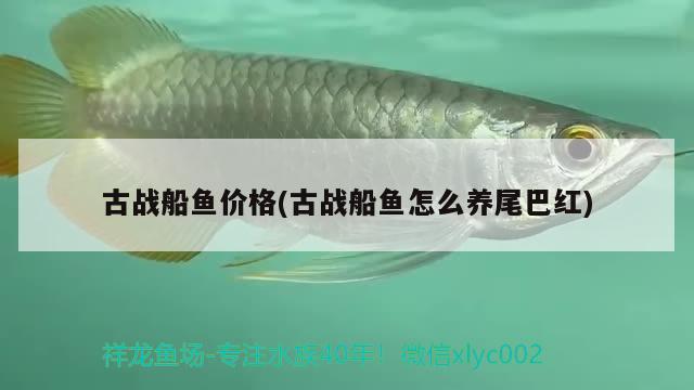 古戰(zhàn)船魚(yú)價(jià)格(古戰(zhàn)船魚(yú)怎么養(yǎng)尾巴紅) 觀賞魚(yú)