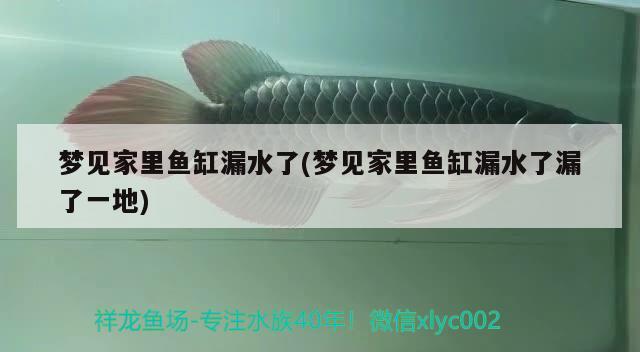 夢(mèng)見(jiàn)家里魚(yú)缸漏水了(夢(mèng)見(jiàn)家里魚(yú)缸漏水了漏了一地) 蝴蝶鯉魚(yú)苗