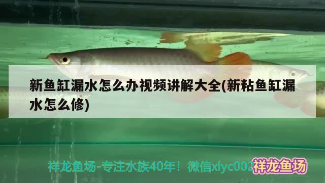 新魚缸漏水怎么辦視頻講解大全(新粘魚缸漏水怎么修)