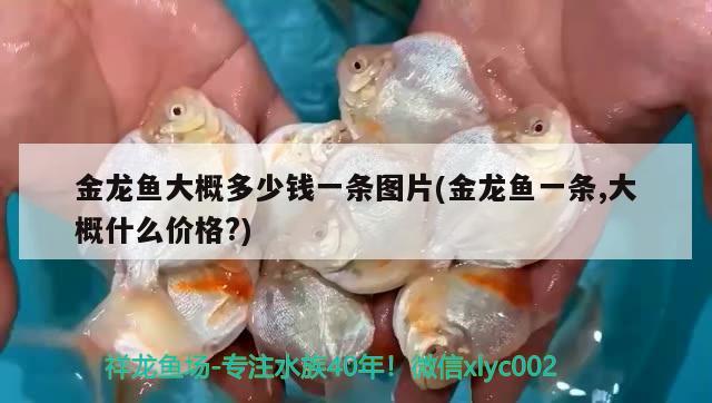 金龍魚(yú)大概多少錢一條圖片(金龍魚(yú)一條,大概什么價(jià)格?)