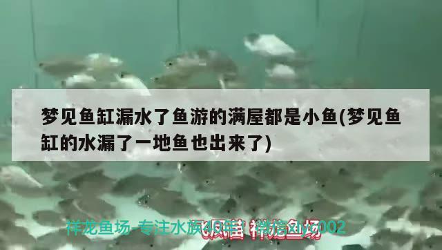 夢見魚缸漏水了魚游的滿屋都是小魚(夢見魚缸的水漏了一地魚也出來了)