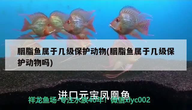 胭脂魚(yú)屬于幾級(jí)保護(hù)動(dòng)物(胭脂魚(yú)屬于幾級(jí)保護(hù)動(dòng)物嗎) 觀賞魚(yú) 第2張