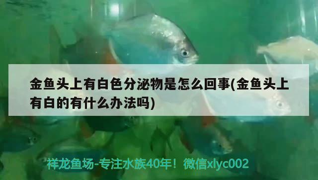 金魚頭上有白色分泌物是怎么回事(金魚頭上有白的有什么辦法嗎) 觀賞魚