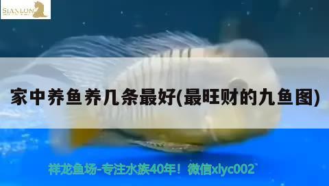 家中養(yǎng)魚養(yǎng)幾條最好(最旺財?shù)木鹏~圖)