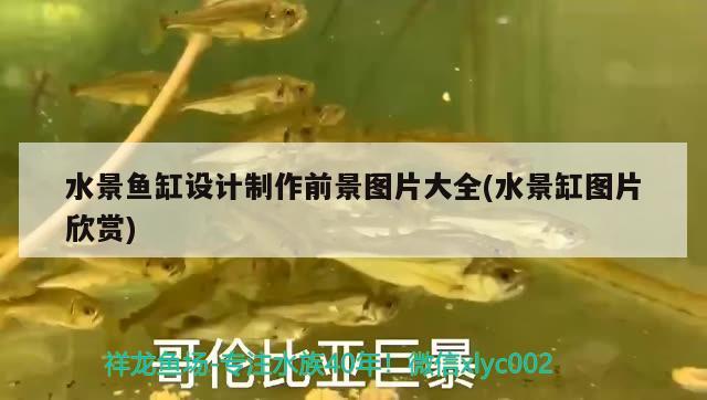 水景魚缸設(shè)計(jì)制作前景圖片大全(水景缸圖片欣賞) 黑影道人魚