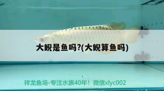 大鯢是魚嗎?(大鯢算魚嗎) 觀賞魚