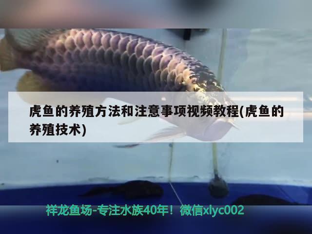 虎魚的養(yǎng)殖方法和注意事項視頻教程(虎魚的養(yǎng)殖技術(shù))