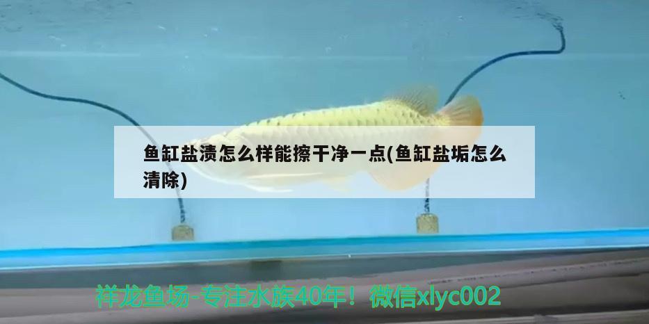 魚缸鹽漬怎么樣能擦干凈一點(diǎn)(魚缸鹽垢怎么清除) 二氧化碳設(shè)備