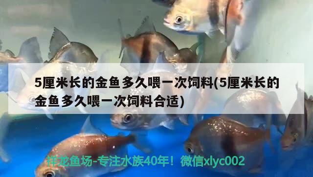 5厘米長的金魚多久喂一次飼料(5厘米長的金魚多久喂一次飼料合適) 觀賞魚