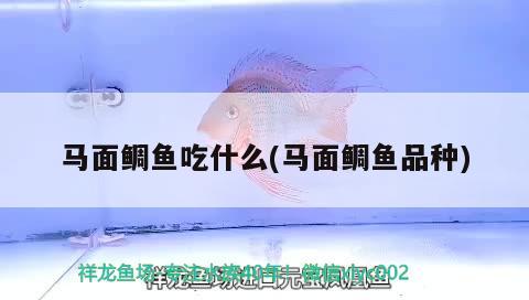 馬面鯛魚吃什么(馬面鯛魚品種)