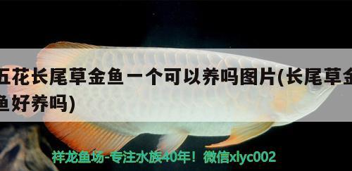 五花長(zhǎng)尾草金魚一個(gè)可以養(yǎng)嗎圖片(長(zhǎng)尾草金魚好養(yǎng)嗎)