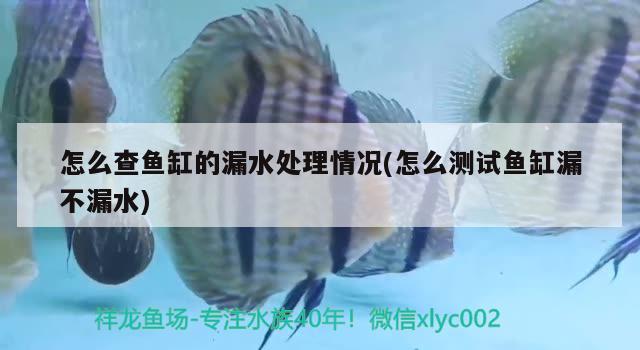 怎么查魚缸的漏水處理情況(怎么測試魚缸漏不漏水)