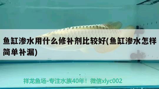 魚缸滲水用什么修補(bǔ)劑比較好(魚缸滲水怎樣簡單補(bǔ)漏) 硝化細(xì)菌