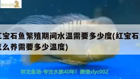 紅寶石魚繁殖期間水溫需要多少度(紅寶石魚怎么養(yǎng)需要多少溫度)