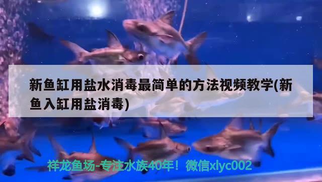 新魚缸用鹽水消毒最簡單的方法視頻教學(xué)(新魚入缸用鹽消毒) 除藻劑