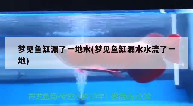 夢見魚缸漏了一地水(夢見魚缸漏水水流了一地)