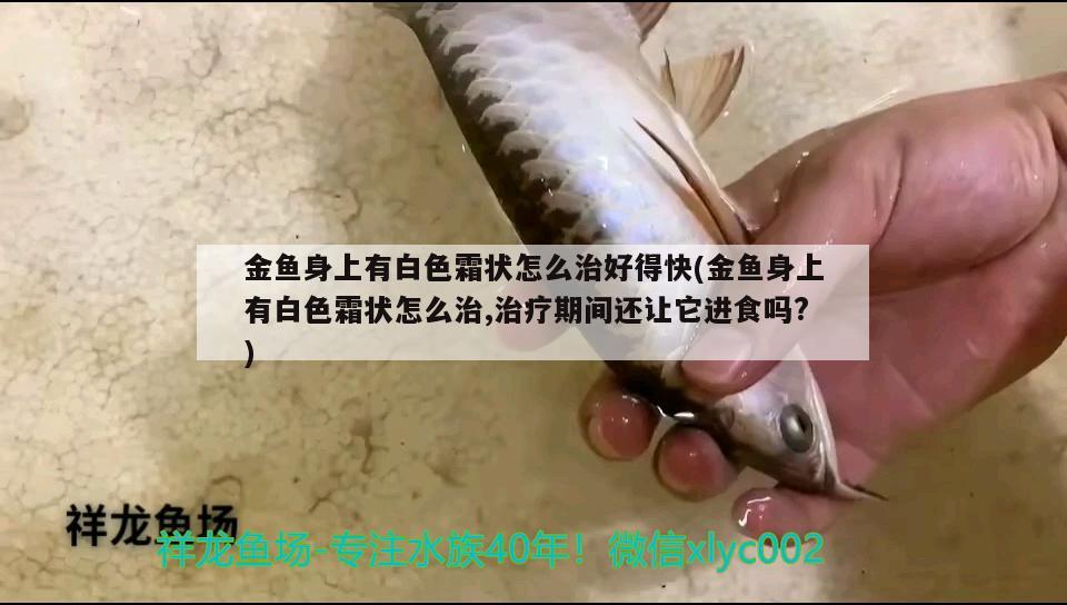 金魚身上有白色霜狀怎么治好得快(金魚身上有白色霜狀怎么治,治療期間還讓它進食嗎?)