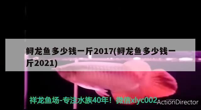 鱘龍魚多少錢一斤2017(鱘龍魚多少錢一斤2021) 觀賞魚