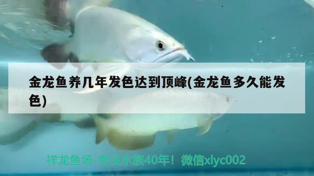 金龍魚養(yǎng)幾年發(fā)色達(dá)到頂峰(金龍魚多久能發(fā)色)